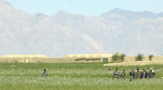 Opiumernte in Bala Baluk, Afghanistan <br/>Foto von isafmedia