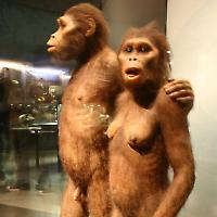 Rekonstruktion des Australopithecus <br/>Foto von Ryan Somma